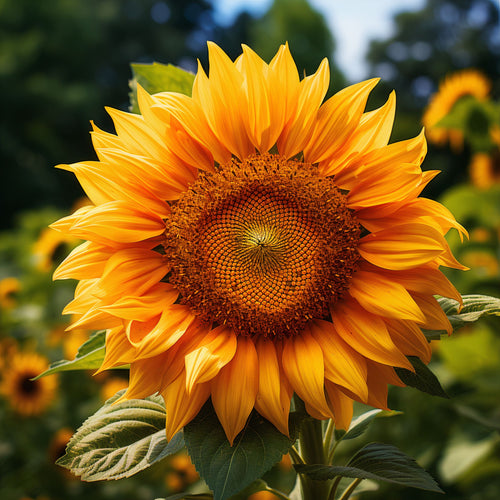 Zonnebloem