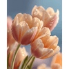 Zachtroze tulpen-Diamond Painting
