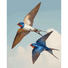 Liefdesvogels - Diamond Painting