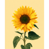 Gouden zonnebloem - Diamond Painting