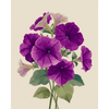 Fluwelen petunias - Diamond Painting