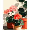 Zonbeschenen geraniums - Diamond Painting