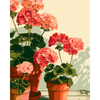 Geranium ochtend - Diamond Painting
