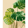 Zonbeschenen monstera - Diamond Painting