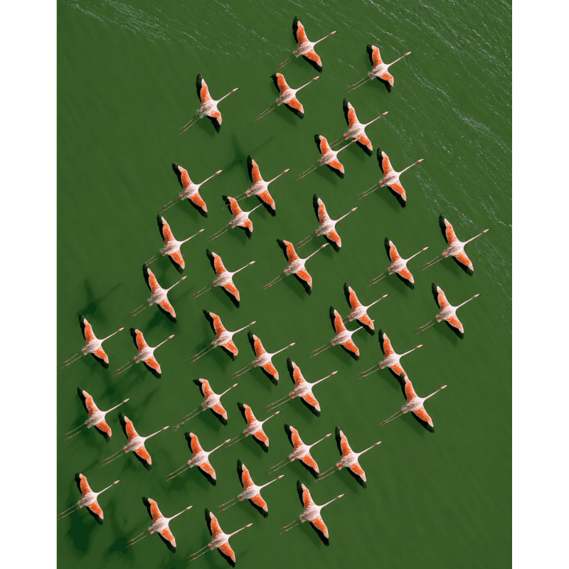 Flamingo's van bovenaf - Diamond Painting