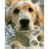 Zeepnatte golden retriever - Diamond Painting