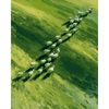 Schaapskudde - Diamond Painting