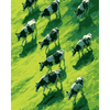 Groene weiden - Diamond Painting