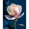Magnolia bij nacht - Diamond Painting