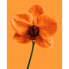 Mandarijn orchidee - Diamond Painting