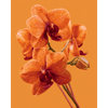 Orchidee gloed - Diamond Painting