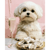 Puppy oesters lunch - Diamond Painting
