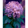 Lavendel chrysant - Diamond Painting