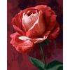 Karmozijnrode roos - Diamond Painting