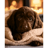 Chocolade labrador pup - Diamond Painting