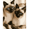 Siamese metgezellen - Diamond Painting