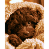 Teddybeer pup - Diamond Painting