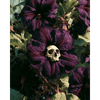 Gotische nachtschade bloem - Diamond Painting