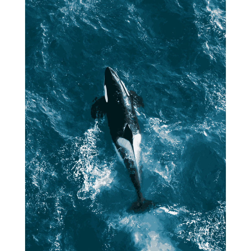 Orca van bovenaf - Diamond Painting