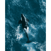 Orca van bovenaf - Diamond Painting