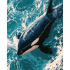 Orca liefde - Diamond Painting