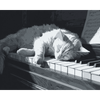 Kat op de piano - Diamond Painting
