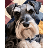 Klassieke schnauzer - Diamond Painting