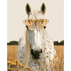 Vlinder paardenportret - Diamond Painting