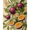 Bloeiende passievrucht - Diamond Painting