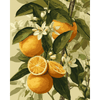Bloeiende citrusvruchten - Diamond Painting