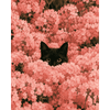 Verborgen in bloesems - Diamond Painting