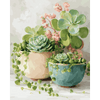 Lentesucculenten - Diamond Painting