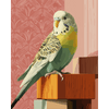 Groene parkiet - Diamond Painting