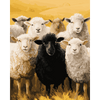 Zwart schaap - Diamond Painting