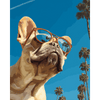 Franse buldog - Diamond Painting