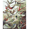 Trochilidae Kolibris - Ernst Haeckel - Diamond Painting