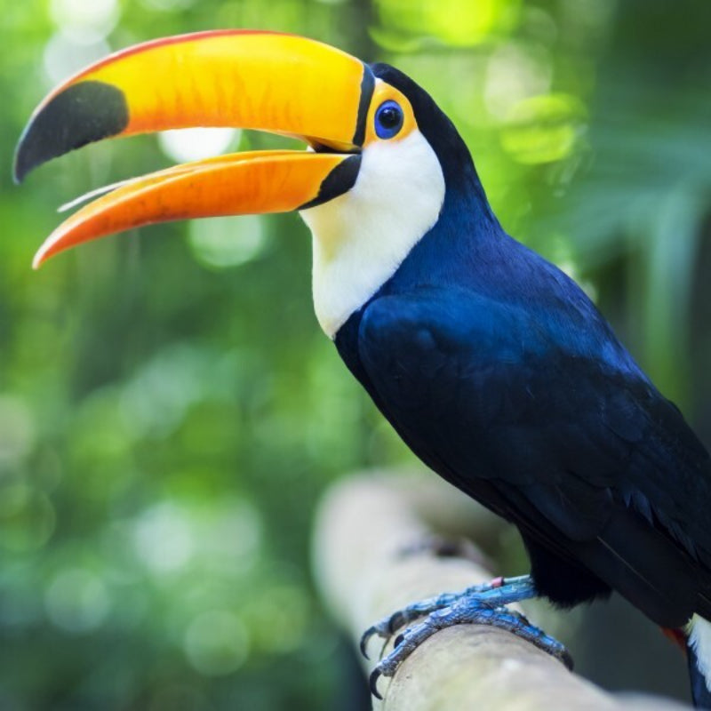Toco Toekan Vogel