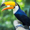 Toco Toekan Vogel
