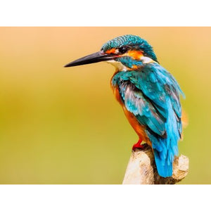 Blauwe Vogel