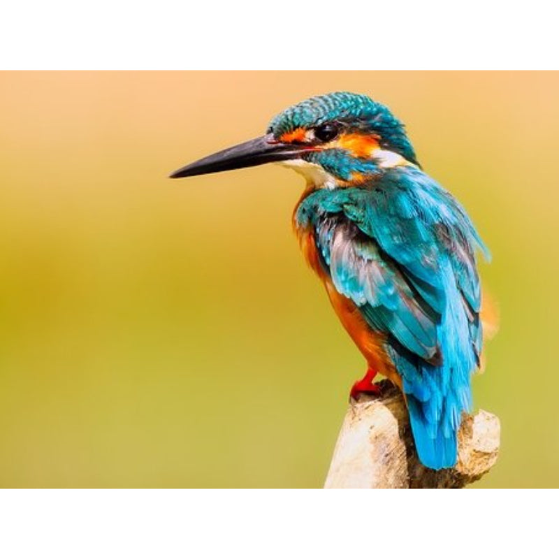 Blauwe Vogel