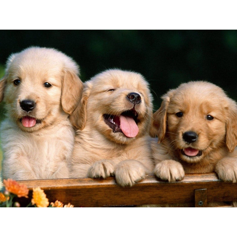 Drie Pups