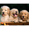Drie Pups