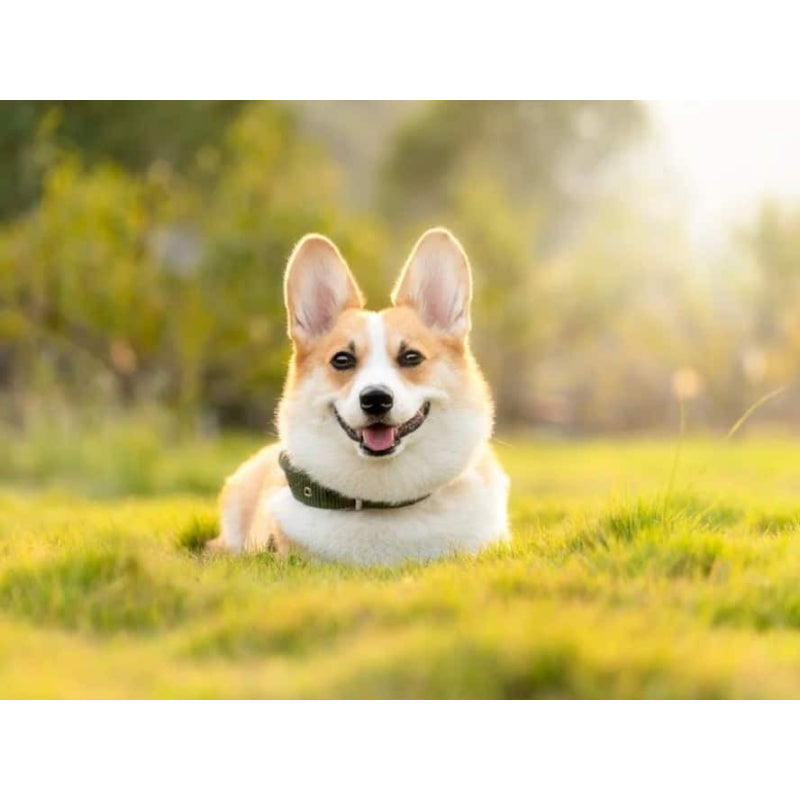 Schattige Hond