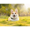 Schattige Hond