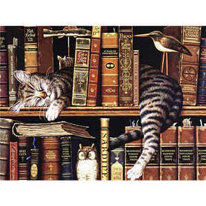 Kat In Boekenkast