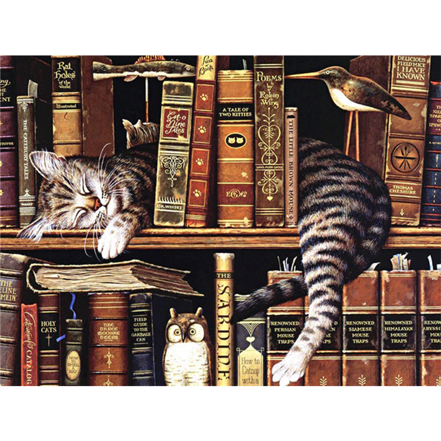 Kat In Boekenkast