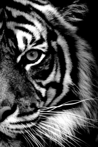 Tijger | Diamond Painting