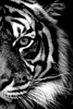 Tijger | Diamond Painting