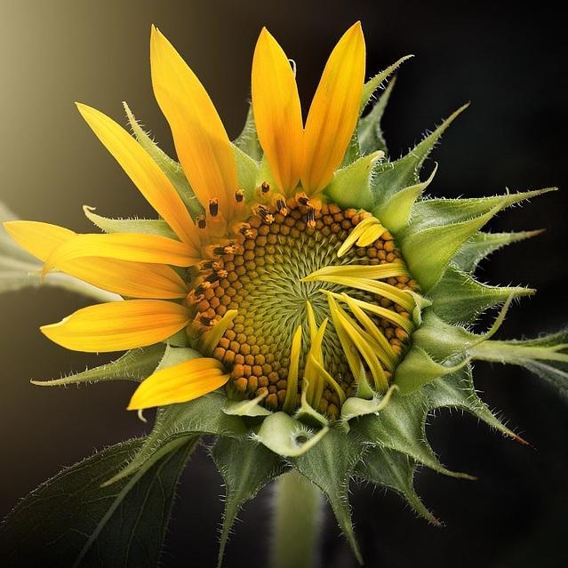 Zonnebloem | Diamond Painting