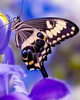 Vlinder | Diamond Painting